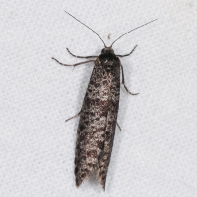 Lepidoscia adelopis, annosella and similar species (A Case moth) at Melba, ACT - 18 Feb 2021 by kasiaaus