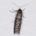 Lepidoscia (genus) at Melba, ACT - 18 Feb 2021