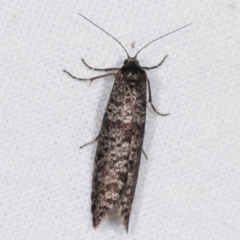 Lepidoscia (genus) (Unidentified cone case moth) at Melba, ACT - 18 Feb 2021 by kasiaaus