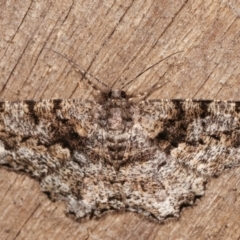 Unplaced externaria (Mahogany Bark Moth (formerly Hypomecis externaria)) at Melba, ACT - 18 Feb 2021 by kasiaaus