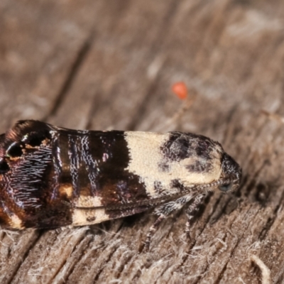 Eupselia aristonica (A Twig Moth) at Melba, ACT - 19 Feb 2021 by kasiaaus