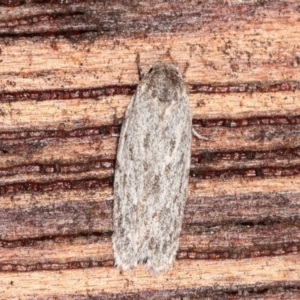 Agriophara undescribed species at Melba, ACT - 19 Feb 2021