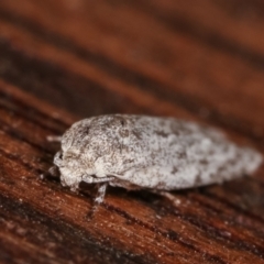 Agriophara undescribed species at Melba, ACT - 19 Feb 2021 01:10 AM