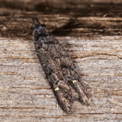 Bondia nigella (A Fruitworm moth (Family Carposinidae)) at Melba, ACT - 18 Feb 2021 by kasiaaus