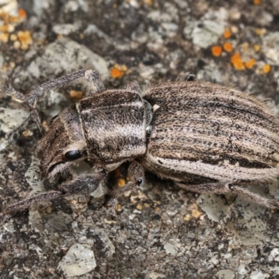 Naupactus leucoloma (White-fringed weevil) at Dunlop, ACT - 19 Feb 2021 by kasiaaus