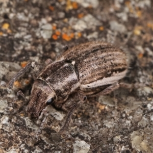 Naupactus leucoloma at Dunlop, ACT - 19 Feb 2021