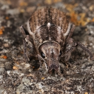 Naupactus leucoloma at Dunlop, ACT - 19 Feb 2021