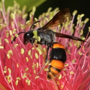 Hyleoides concinna at Dunlop, ACT - 19 Feb 2021