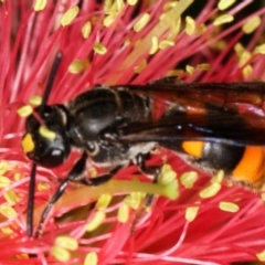 Hyleoides concinna at Dunlop, ACT - 19 Feb 2021