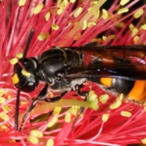 Hyleoides concinna at Dunlop, ACT - 19 Feb 2021 11:31 AM