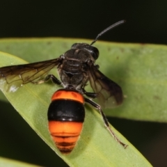 Hyleoides concinna at Dunlop, ACT - 19 Feb 2021