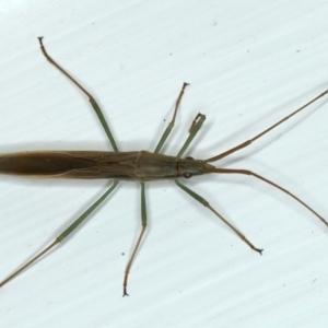 Mutusca brevicornis at Ainslie, ACT - 19 Feb 2021