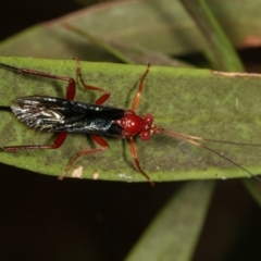 Lissopimpla excelsa (Orchid dupe wasp, Dusky-winged Ichneumonid) at Dunlop, ACT - 19 Feb 2021 by kasiaaus