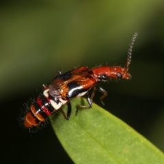 Carphurus sp. (genus) (Soft-winged flower beetle) at Dunlop, ACT - 19 Feb 2021 by kasiaaus
