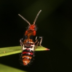 Carphurus sp. (genus) at Dunlop, ACT - 19 Feb 2021