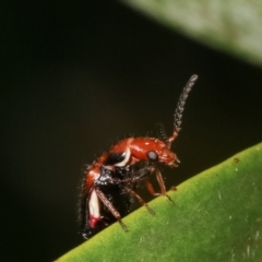 Carphurus sp. (genus) at Dunlop, ACT - 19 Feb 2021