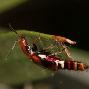 Carphurus sp. (genus) at Dunlop, ACT - 19 Feb 2021