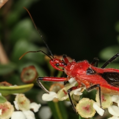 Gminatus australis (Orange assassin bug) at Dunlop, ACT - 19 Feb 2021 by kasiaaus