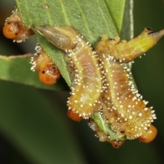 Pterygophorinae (subfamily) (Sawfly) at Dunlop, ACT - 19 Feb 2021 by kasiaaus