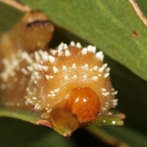 Pergidae sp. (family) at Dunlop, ACT - 19 Feb 2021 12:14 PM