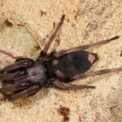 Lampona sp. (genus) (White-tailed spider) at Dunlop, ACT - 19 Feb 2021 by kasiaaus