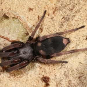 Lampona sp. (genus) at Dunlop, ACT - 19 Feb 2021