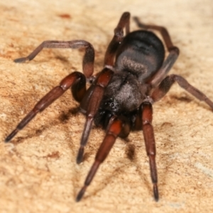 Lampona sp. (genus) at Dunlop, ACT - 19 Feb 2021