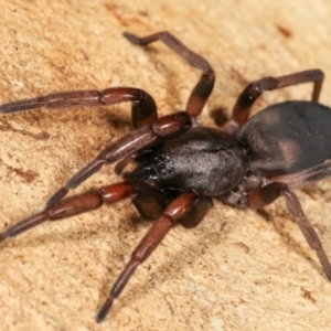 Lampona sp. (genus) at Dunlop, ACT - 19 Feb 2021