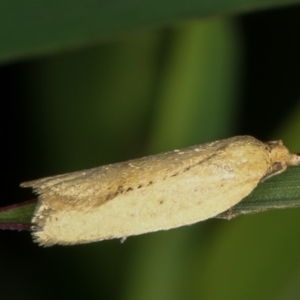 Tortricinae (subfamily) at Dunlop, ACT - 19 Feb 2021