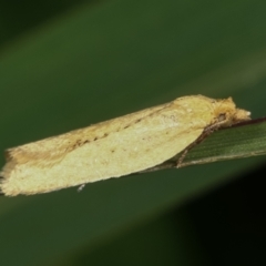 Tortricinae (subfamily) at Dunlop, ACT - 19 Feb 2021