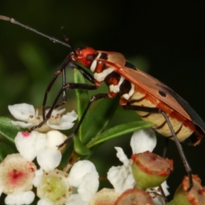 Dysdercus sidae at Dunlop, ACT - 19 Feb 2021