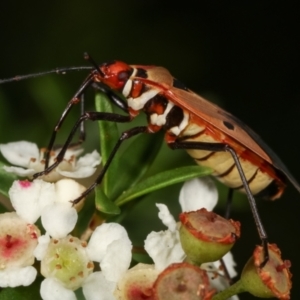 Dysdercus sidae at Dunlop, ACT - 19 Feb 2021