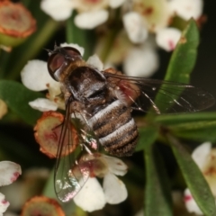 Villa sp. (genus) (Unidentified Villa bee fly) at Dunlop, ACT - 19 Feb 2021 by kasiaaus