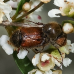 Automolius sp. (genus) (Scarab or Chafer beetle) at Dunlop, ACT - 19 Feb 2021 by kasiaaus