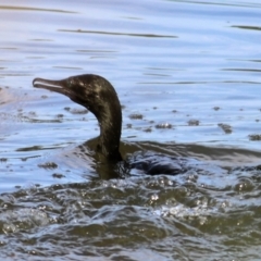 Phalacrocorax sulcirostris (Little Black Cormorant) at Wonga Wetlands - 20 Feb 2021 by KylieWaldon