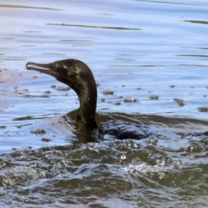 Phalacrocorax sulcirostris at Wonga Wetlands - 20 Feb 2021 09:25 AM