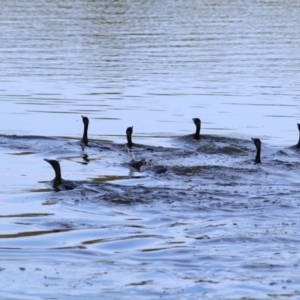 Phalacrocorax sulcirostris at Wonga Wetlands - 20 Feb 2021 09:25 AM