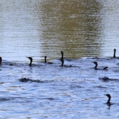 Phalacrocorax sulcirostris at Wonga Wetlands - 20 Feb 2021 09:25 AM