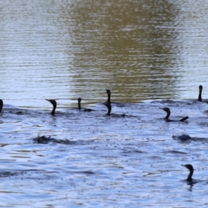 Phalacrocorax sulcirostris at Wonga Wetlands - 20 Feb 2021