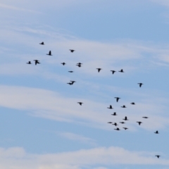 Phalacrocorax sulcirostris at Wonga Wetlands - 20 Feb 2021