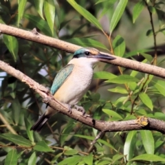 Todiramphus sanctus (Sacred Kingfisher) at Splitters Creek, NSW - 19 Feb 2021 by Kyliegw