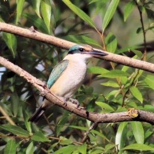 Todiramphus sanctus at Albury - 20 Feb 2021