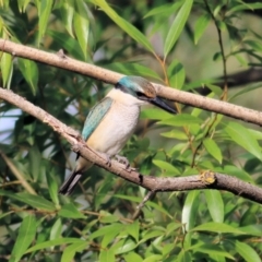 Todiramphus sanctus at Albury - 20 Feb 2021