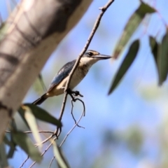 Todiramphus sanctus at Albury - 20 Feb 2021 08:51 AM