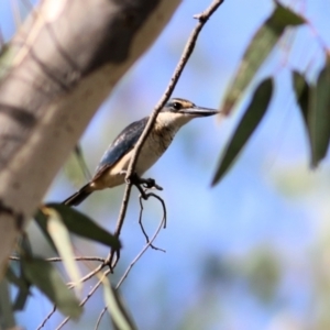 Todiramphus sanctus at Albury - 20 Feb 2021