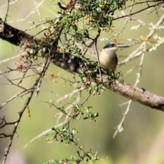 Todiramphus sanctus at Albury - 20 Feb 2021