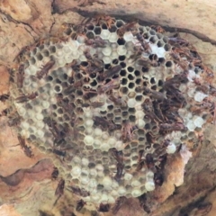 Polistes (Polistella) humilis (Common Paper Wasp) at Albury - 20 Feb 2021 by KylieWaldon