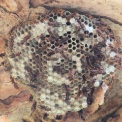 Polistes (Polistella) humilis (Common Paper Wasp) at Wonga Wetlands - 19 Feb 2021 by Kyliegw