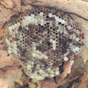 Polistes (Polistella) humilis at Splitters Creek, NSW - 20 Feb 2021