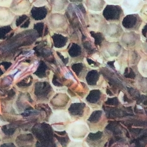 Polistes (Polistella) humilis at Splitters Creek, NSW - 20 Feb 2021